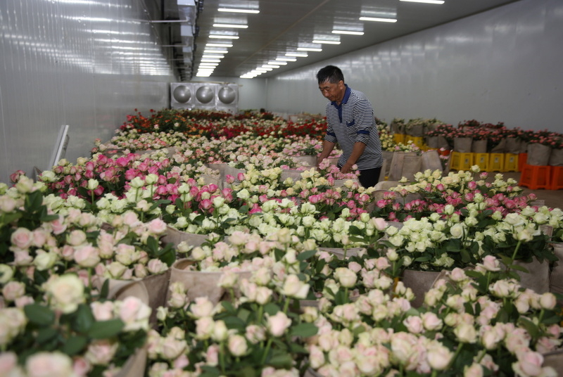 鮮花冷庫建設與運營標準規範：保障鮮花品質的關鍵指南